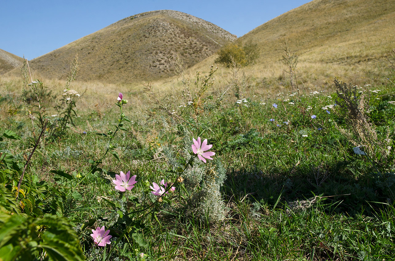 Долгие горы, image of landscape/habitat.