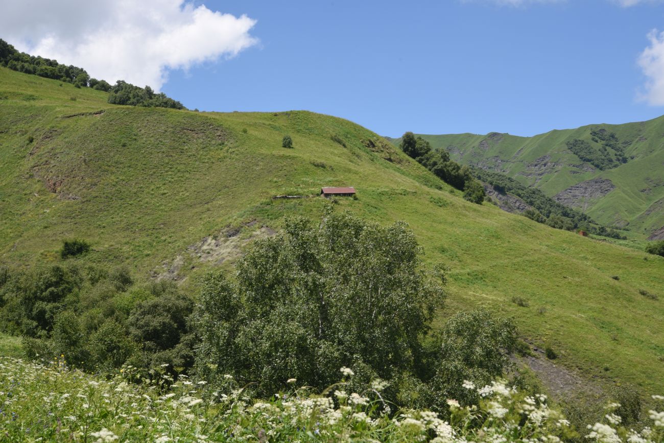 Старый дом Мухтара, image of landscape/habitat.