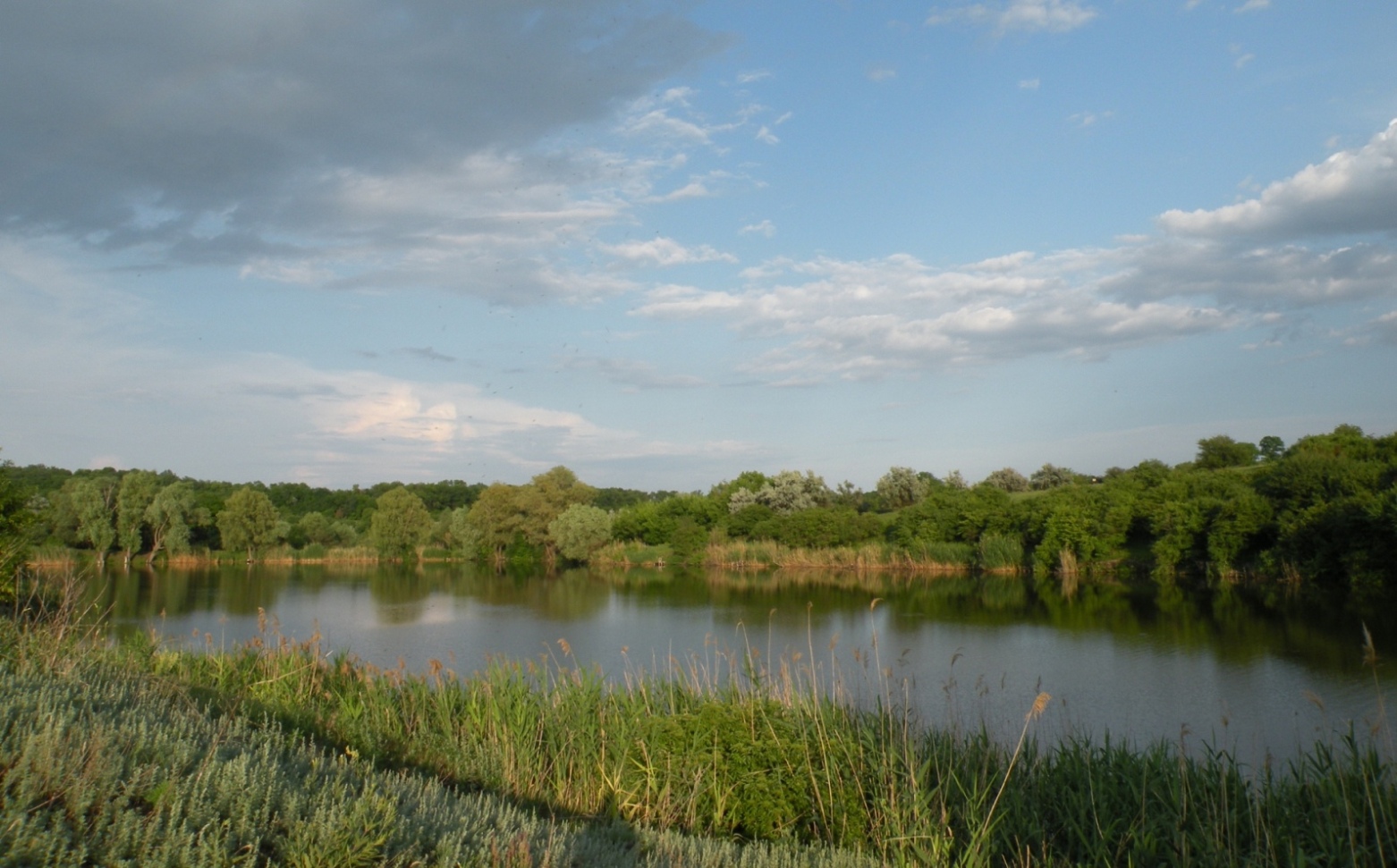 Окрестности пгт Новониколаевка, image of landscape/habitat.