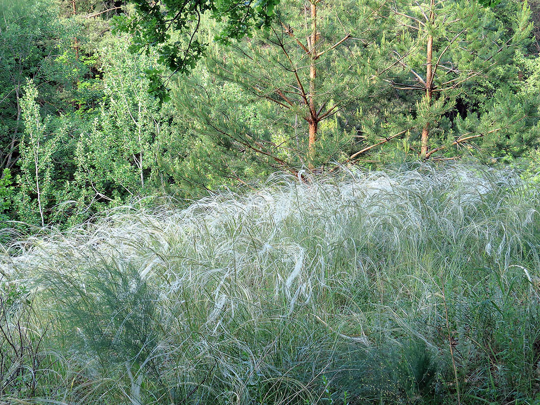 Верхняя Терраса и окрестности, image of landscape/habitat.