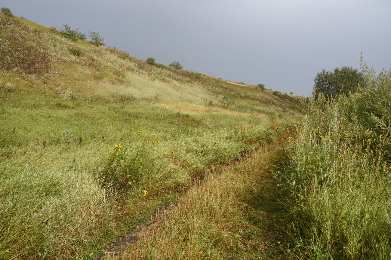 Ивановский овраг, image of landscape/habitat.