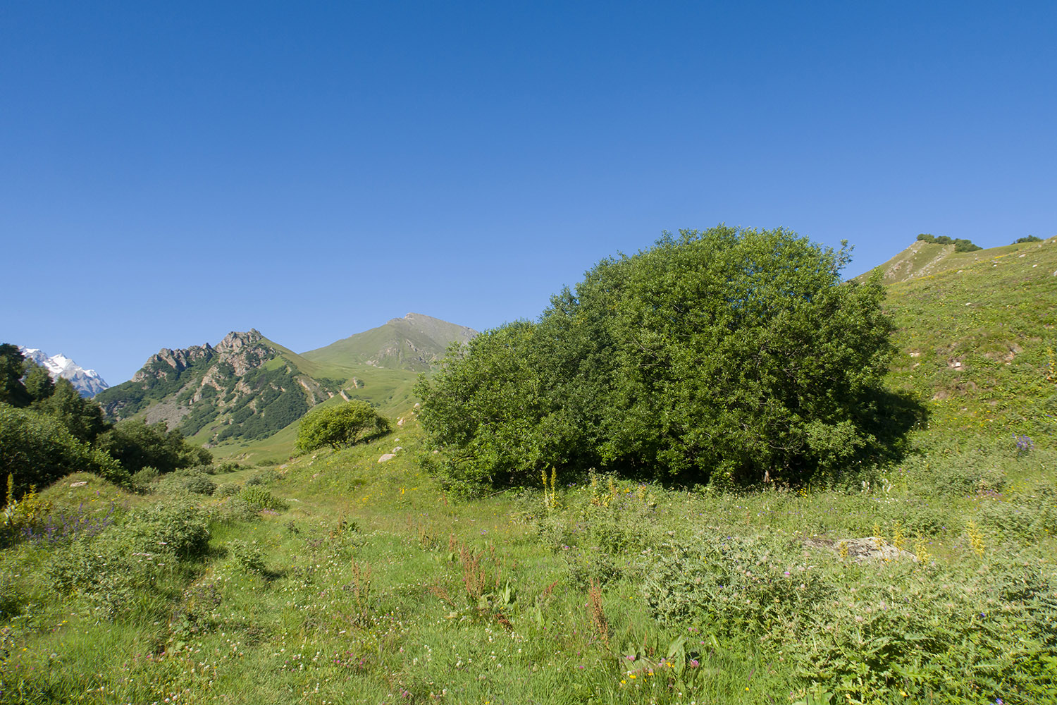 Псыгансу в верхнем течении, image of landscape/habitat.