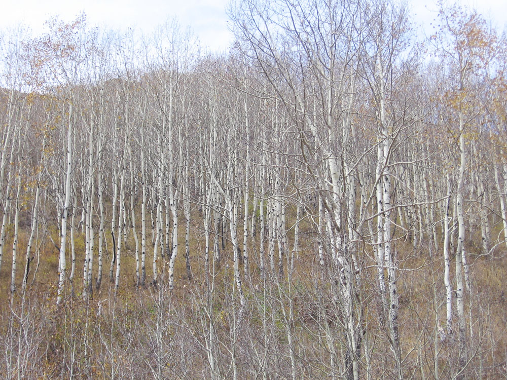 Гюмри, image of landscape/habitat.