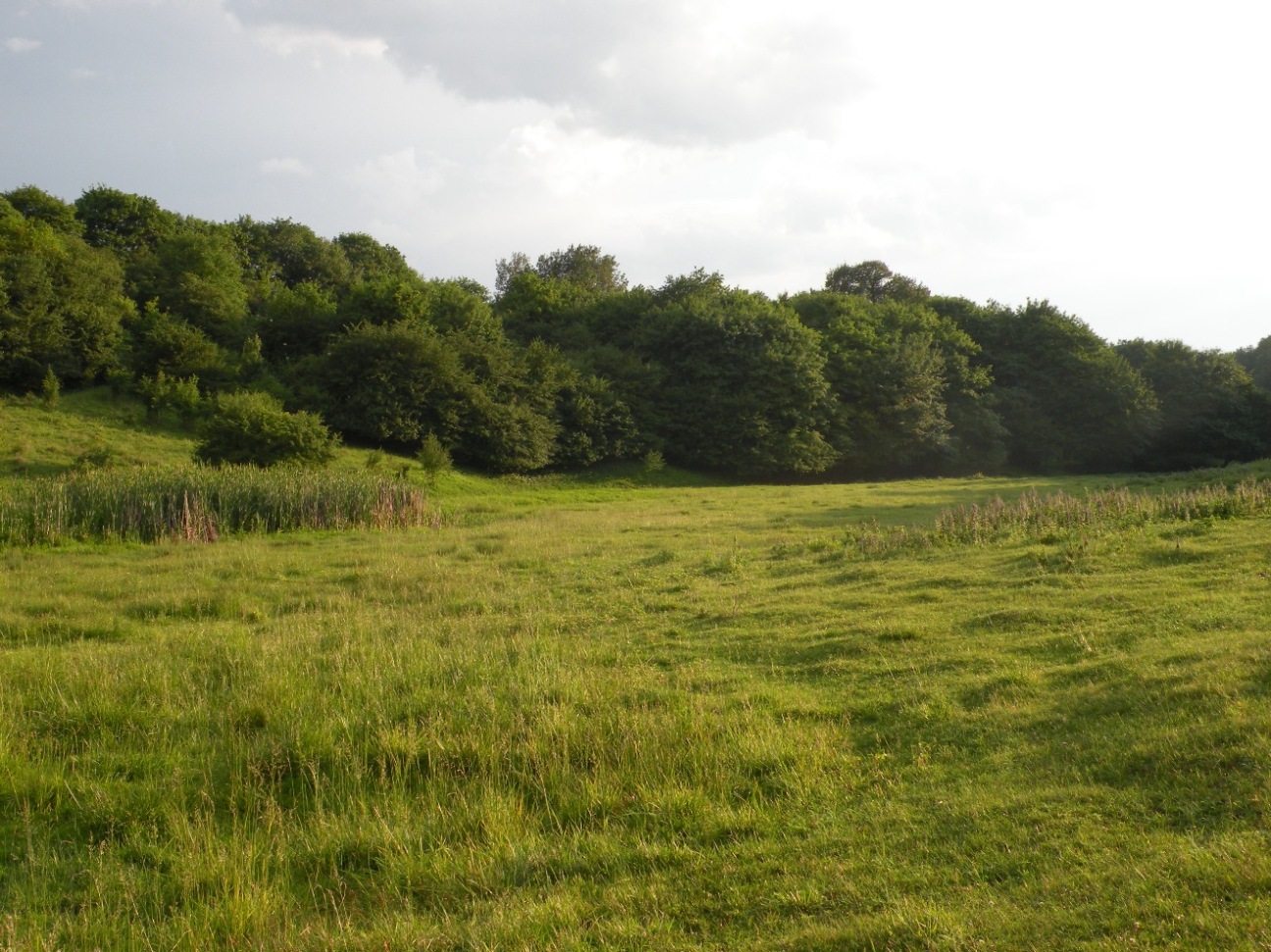 Окрестности пгт Новониколаевка, image of landscape/habitat.