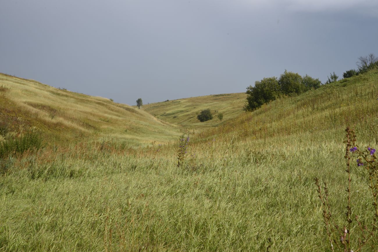 Ивановский овраг, image of landscape/habitat.