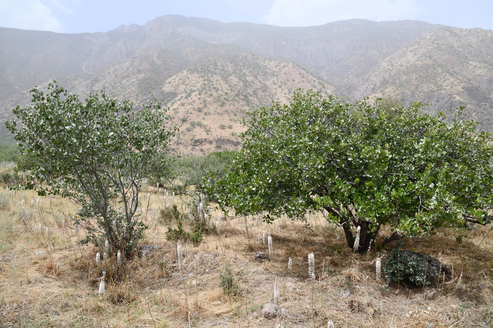 Шуроабад, image of landscape/habitat.