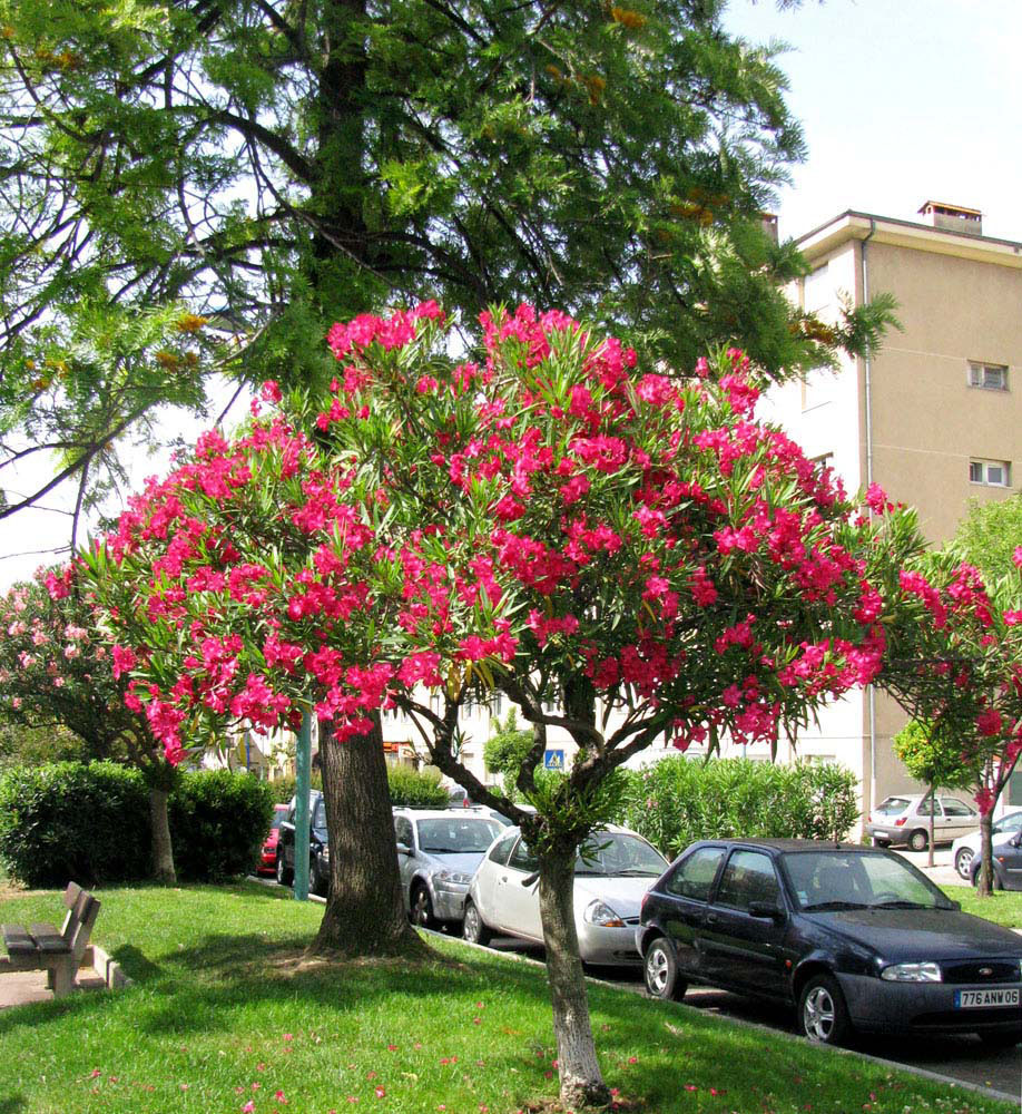 Ментона, image of landscape/habitat.