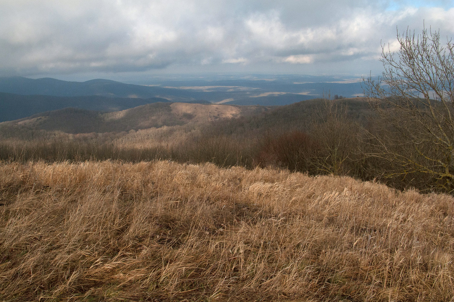 Лысая-Шапсугская, image of landscape/habitat.