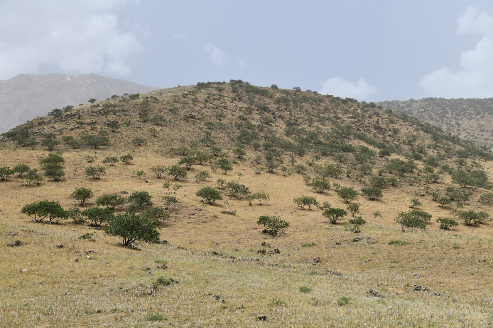 Шуроабад, image of landscape/habitat.