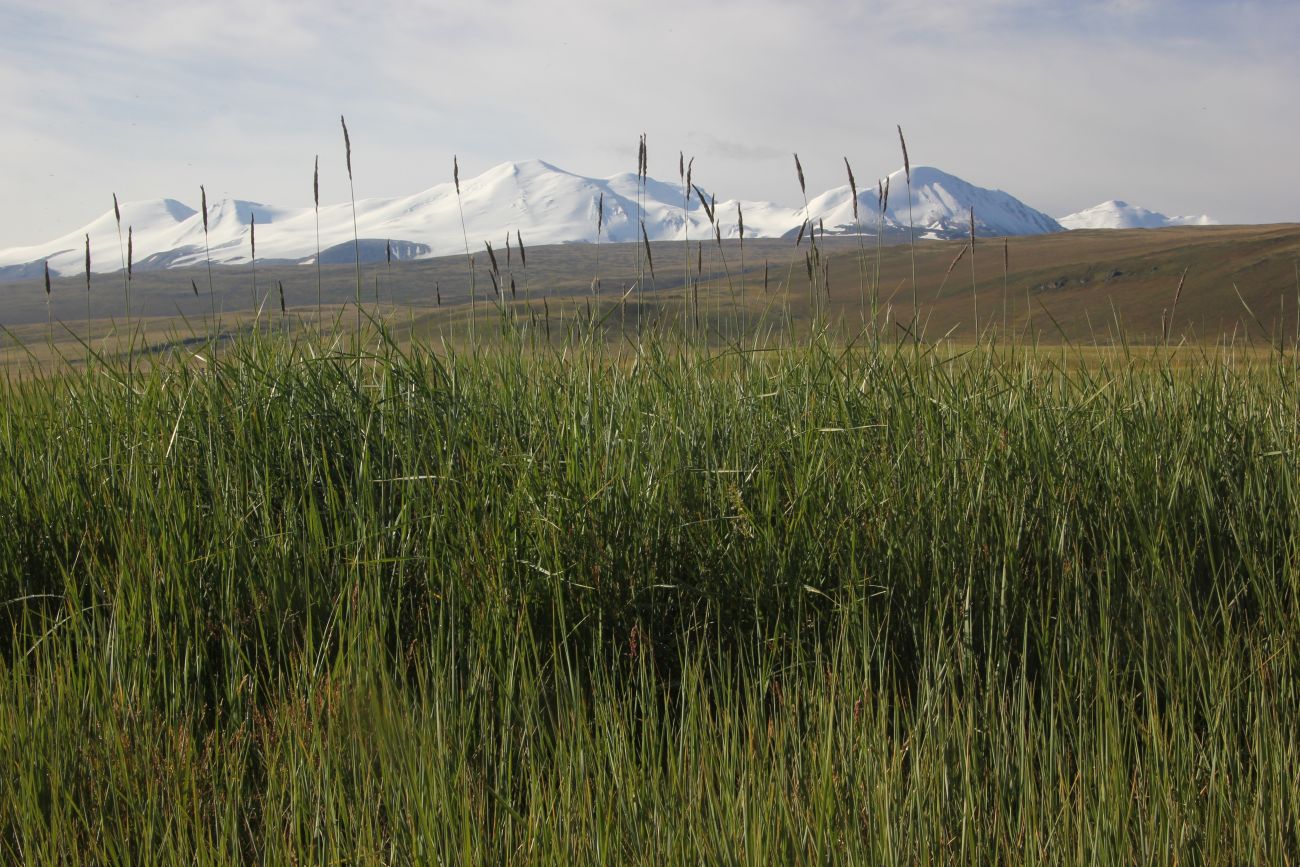 Окрестности Гусиного озера, image of landscape/habitat.