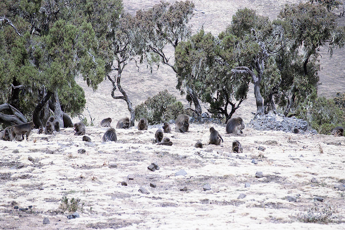 Горы Сымен, image of landscape/habitat.