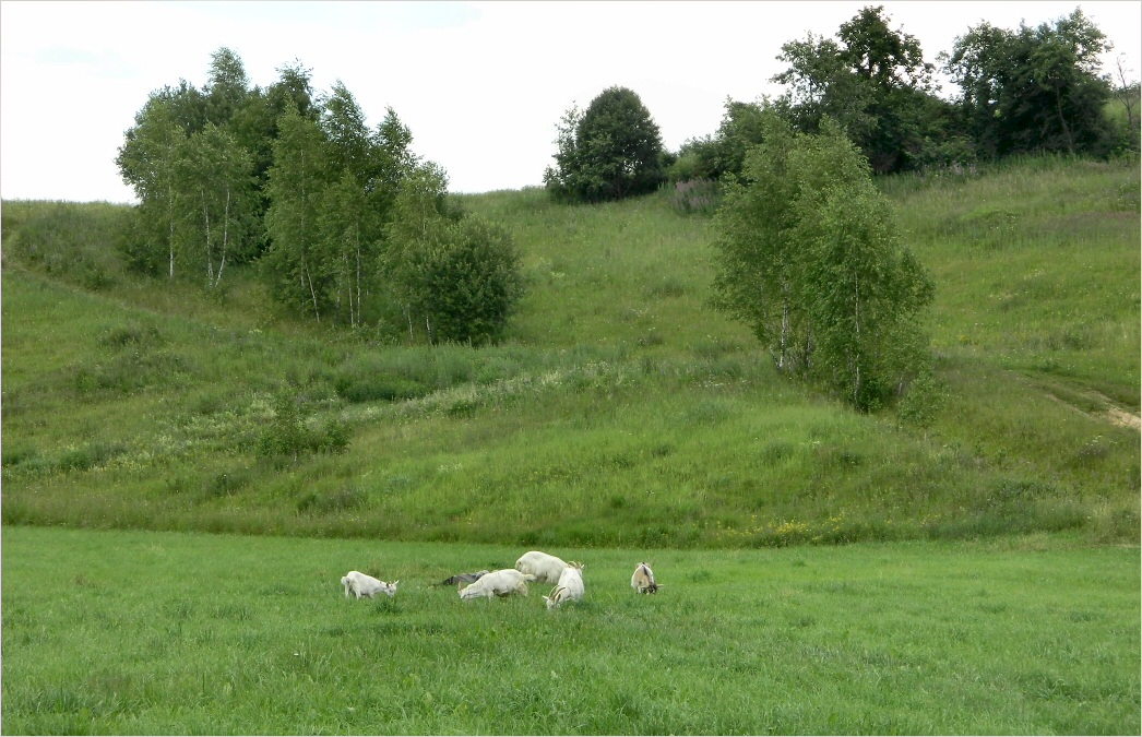 Смоленск, изображение ландшафта.