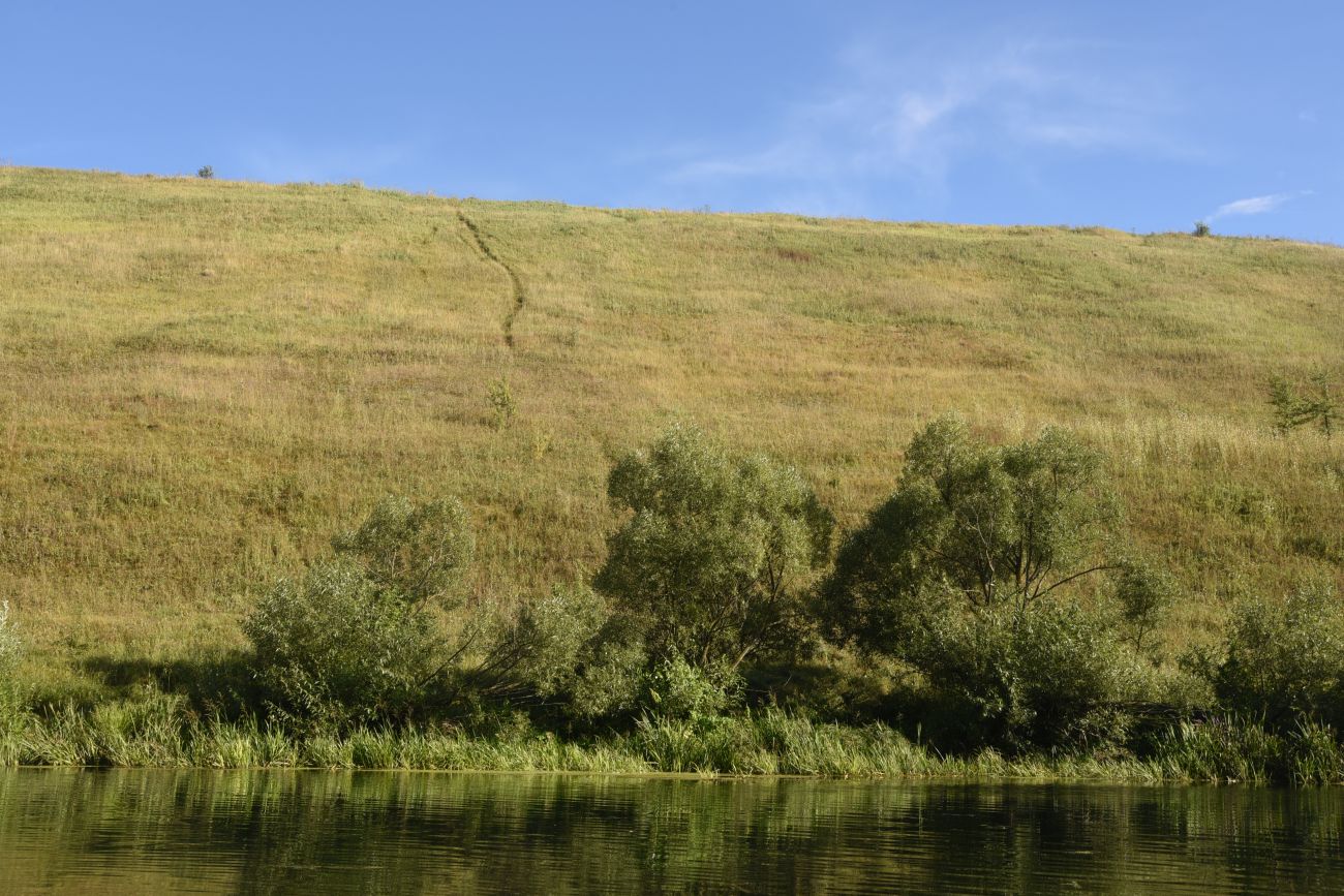 Ивановский овраг, image of landscape/habitat.