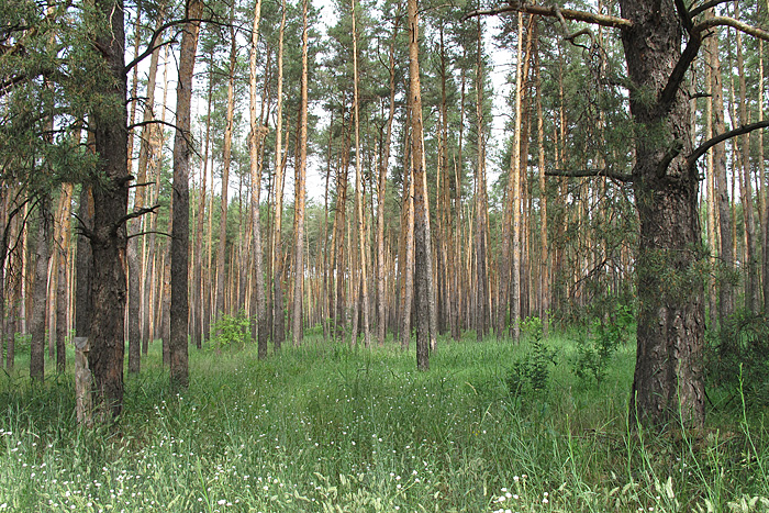 Некрылово, image of landscape/habitat.