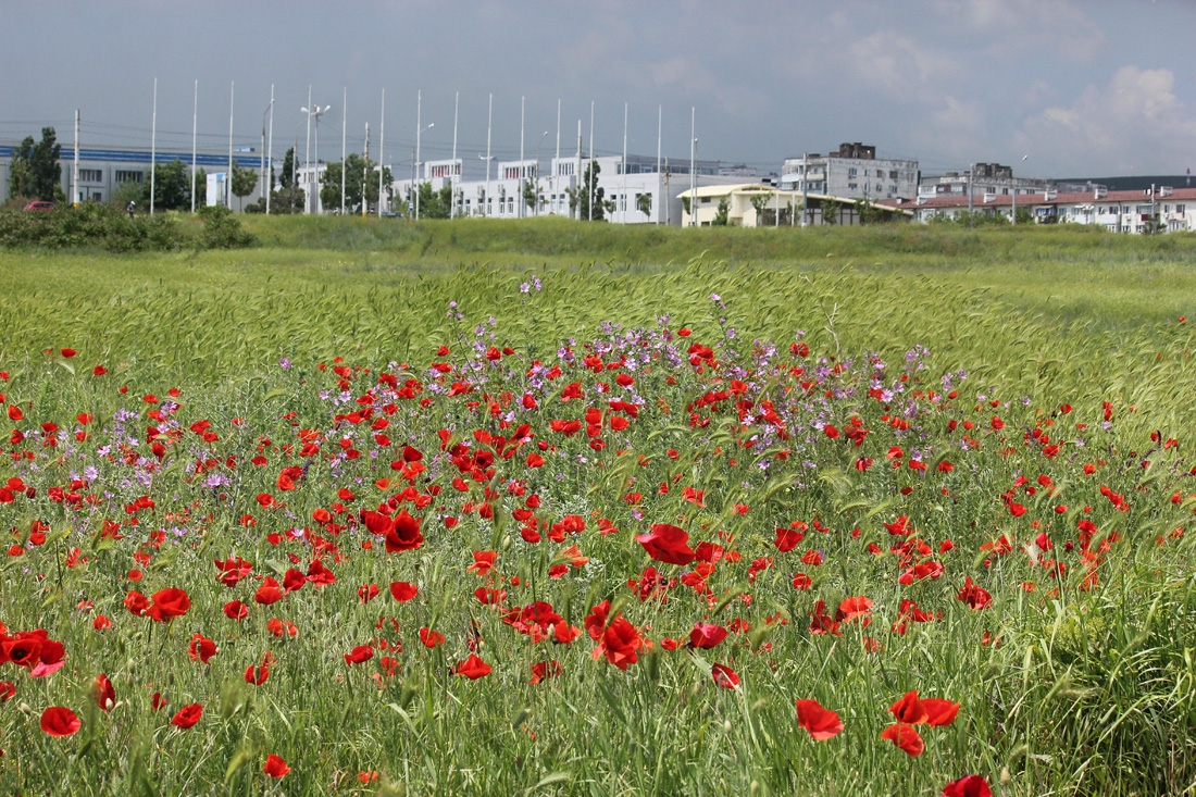 Окрестности Суджукской лагуны, image of landscape/habitat.