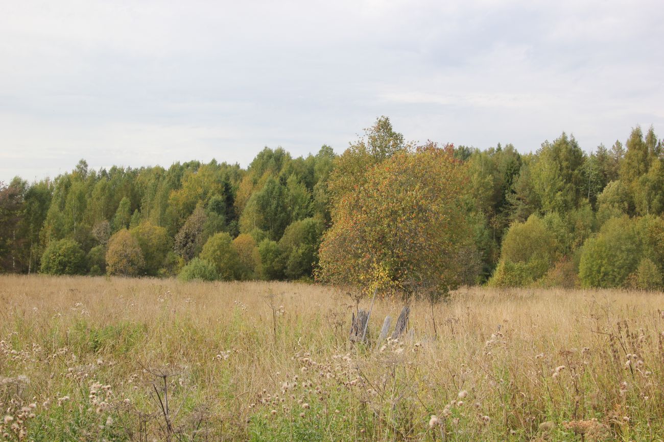 Окрестности хутора Плосково, image of landscape/habitat.