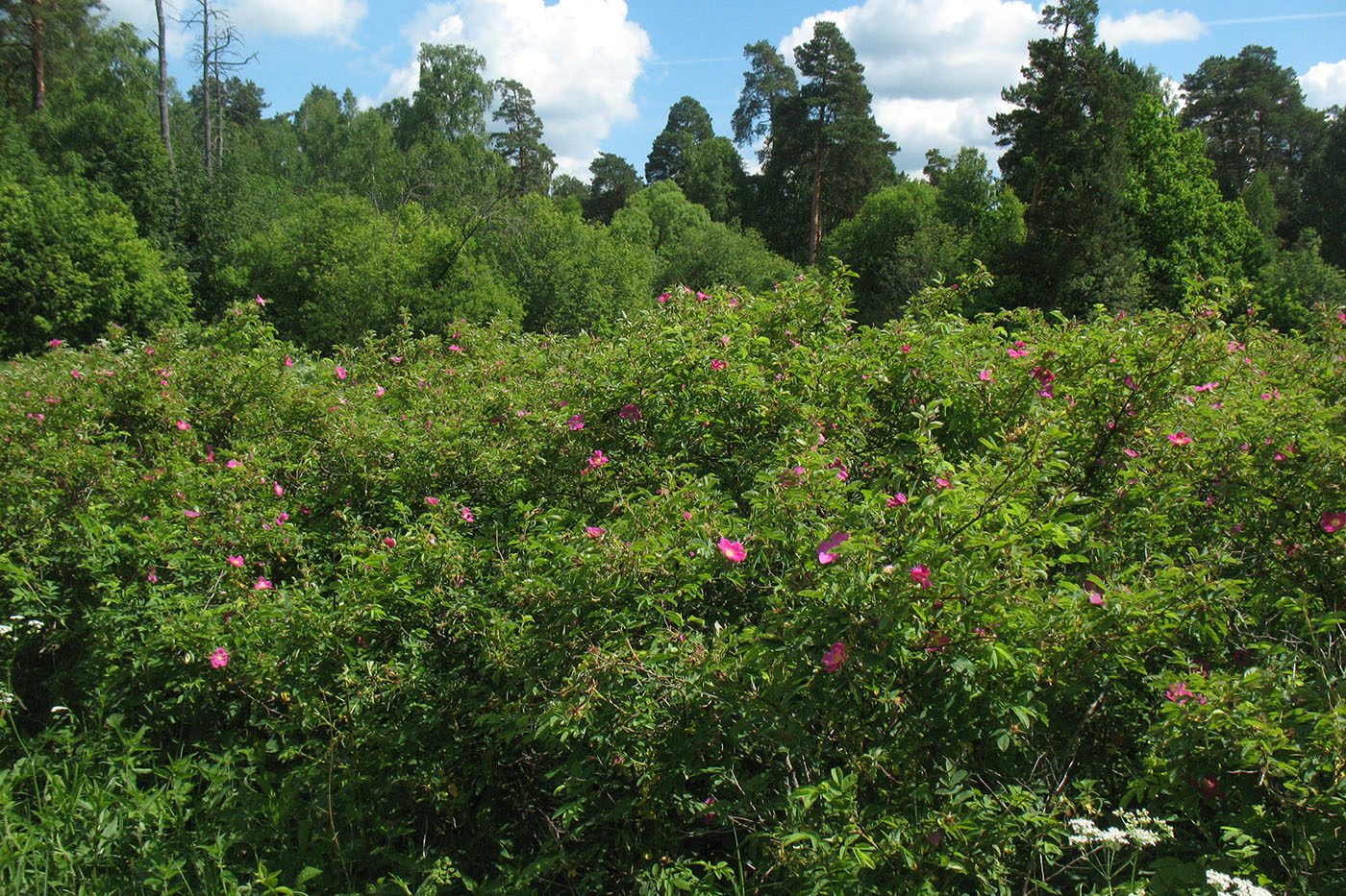 Окрестности д. Лужки, image of landscape/habitat.