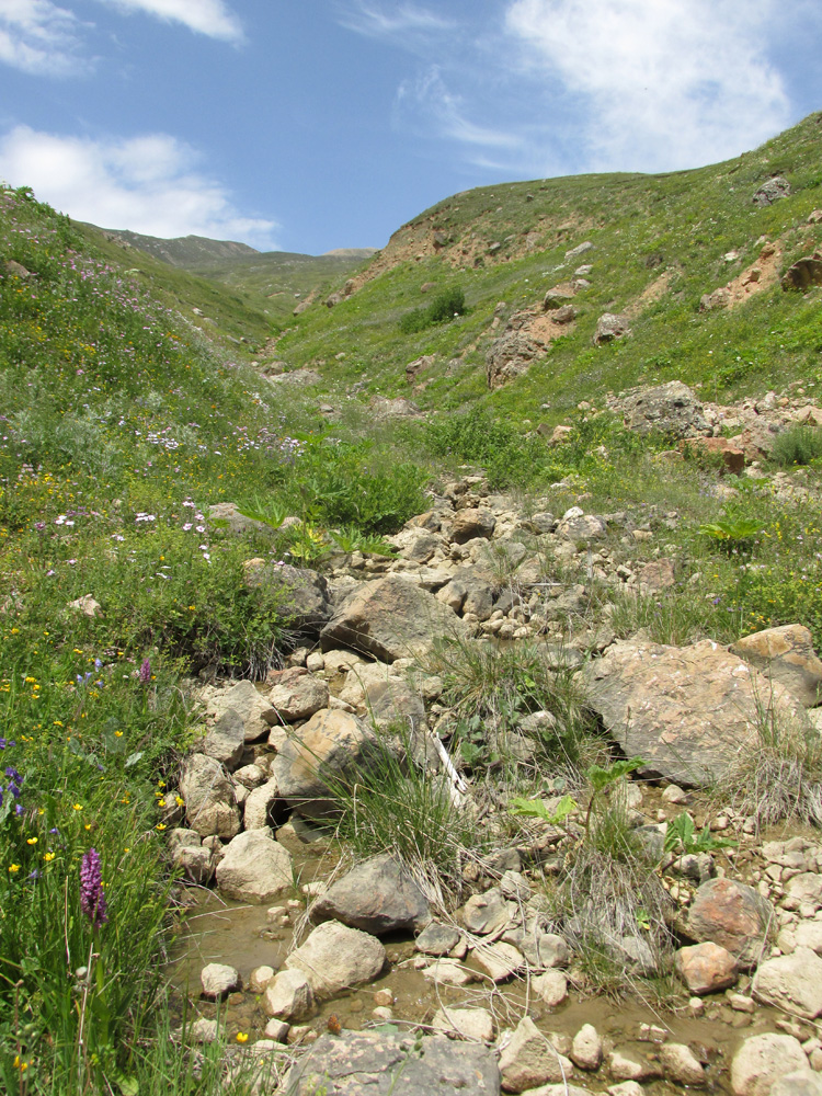 Куруш, image of landscape/habitat.