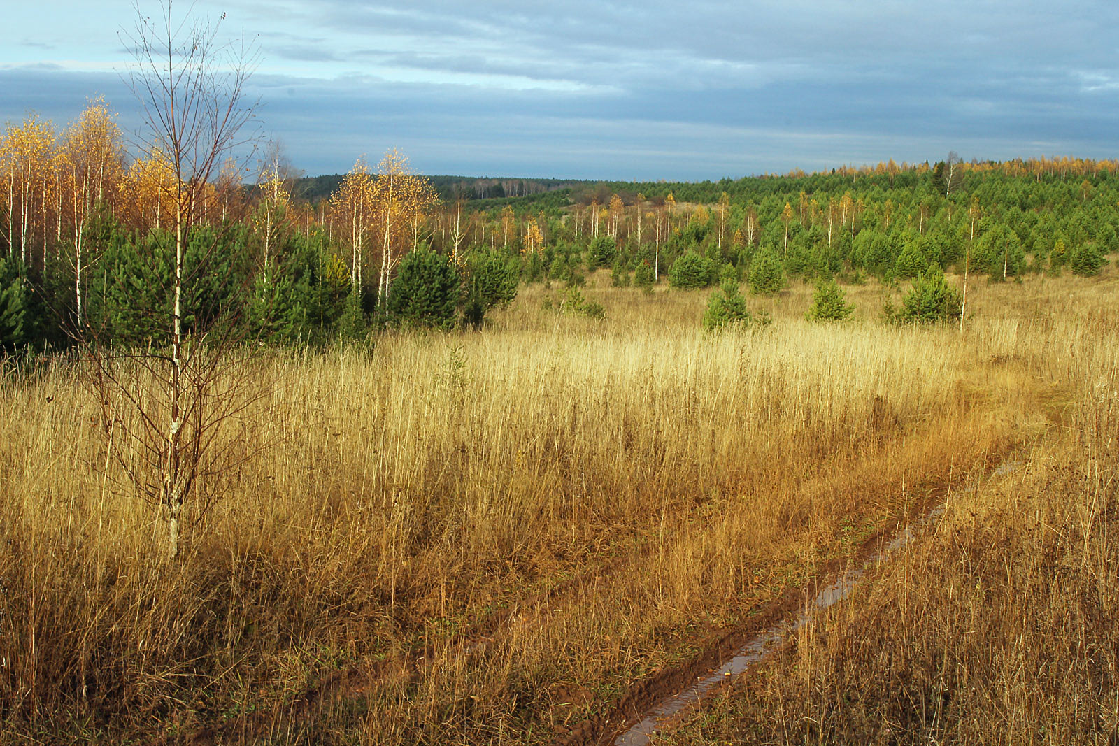 Григорьевское, изображение ландшафта.