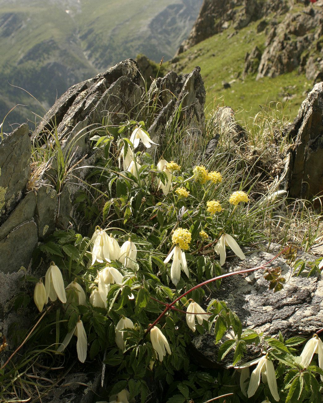 Долина реки Ярлу, image of landscape/habitat.