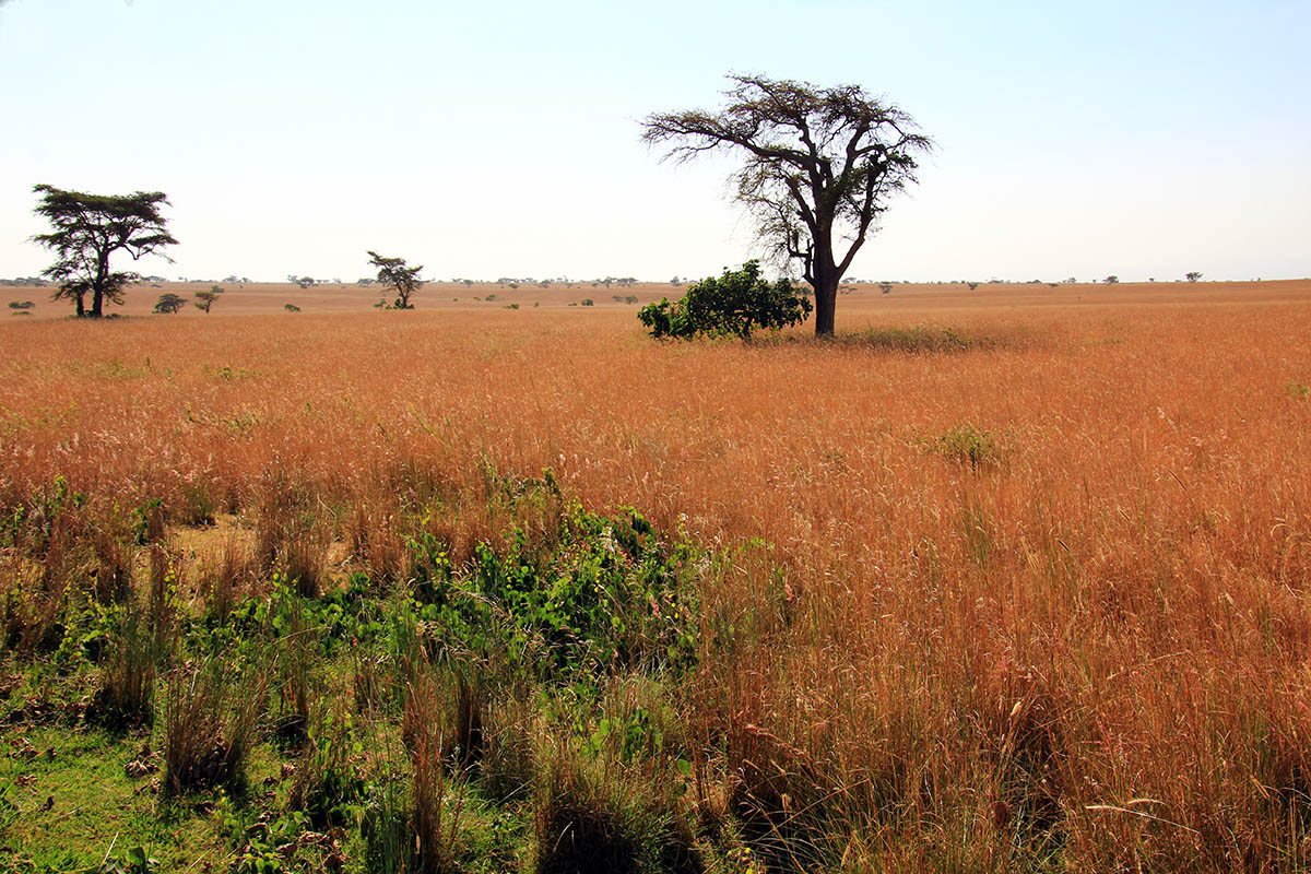 Сенкеле, image of landscape/habitat.