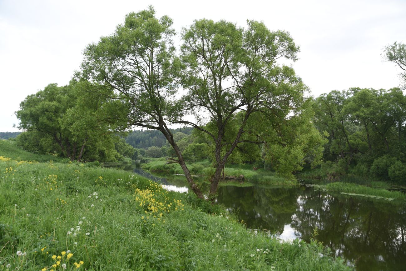 Окрестности деревни Беницы, image of landscape/habitat.