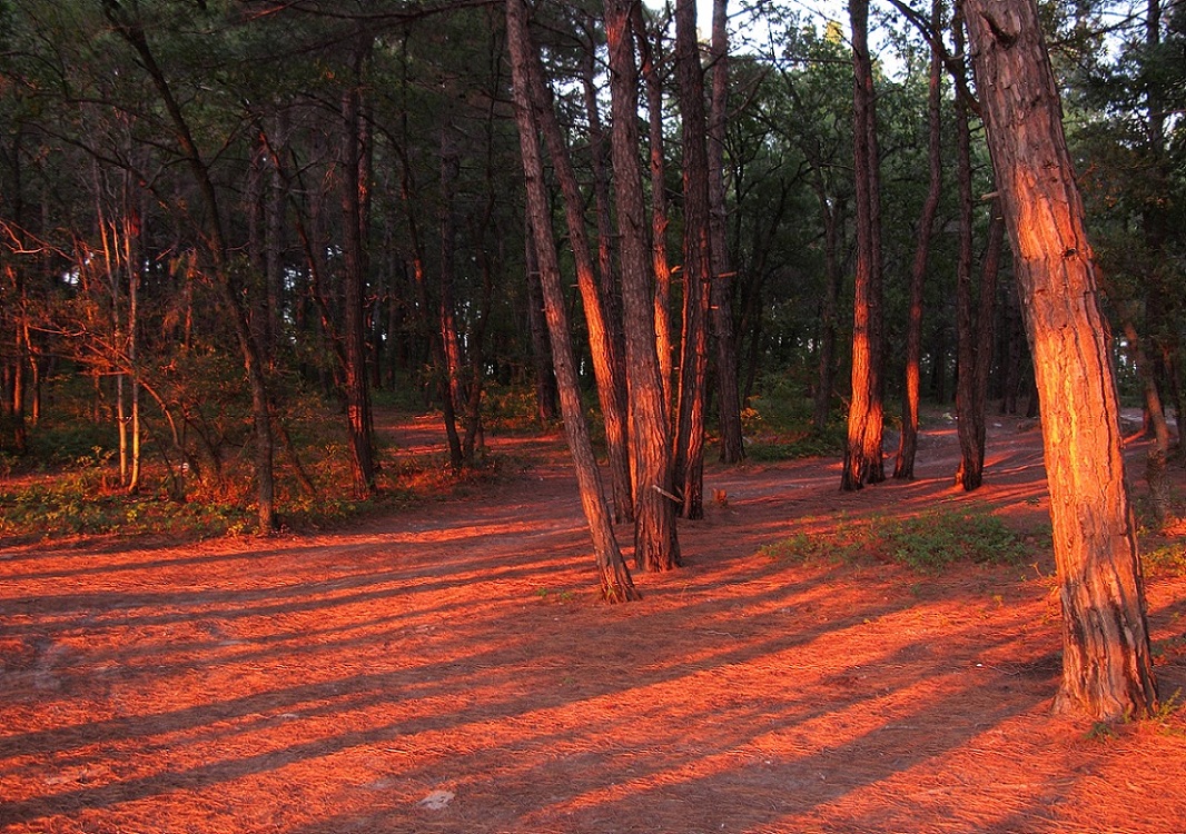 Окрестности Геленджика, image of landscape/habitat.