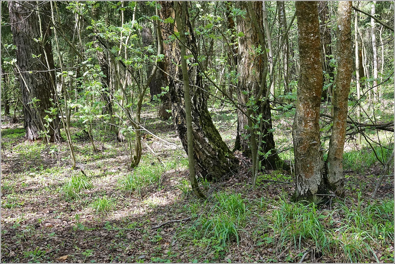 Окрестности Хрипани, image of landscape/habitat.