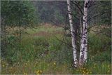 Image of landscape