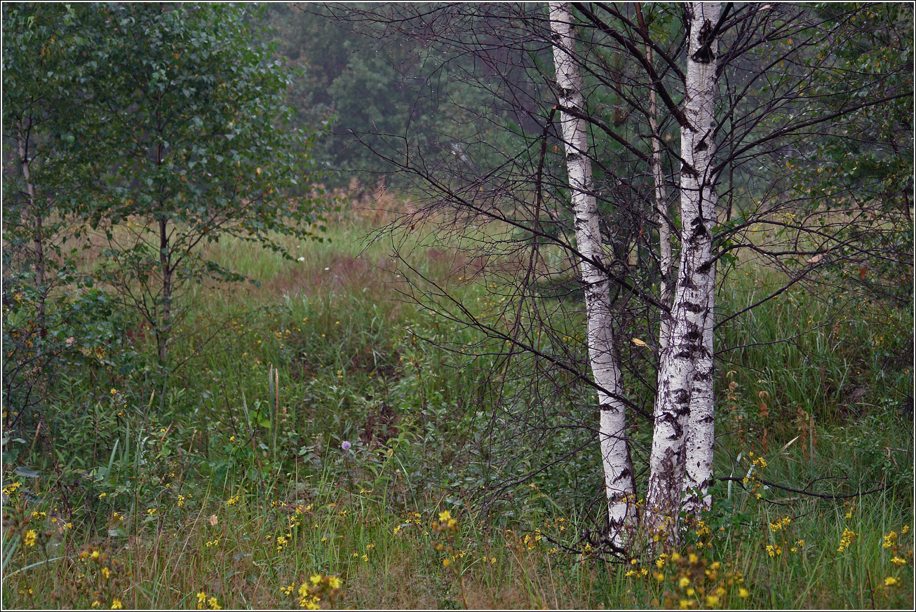 Окрестности Хрипани, image of landscape/habitat.