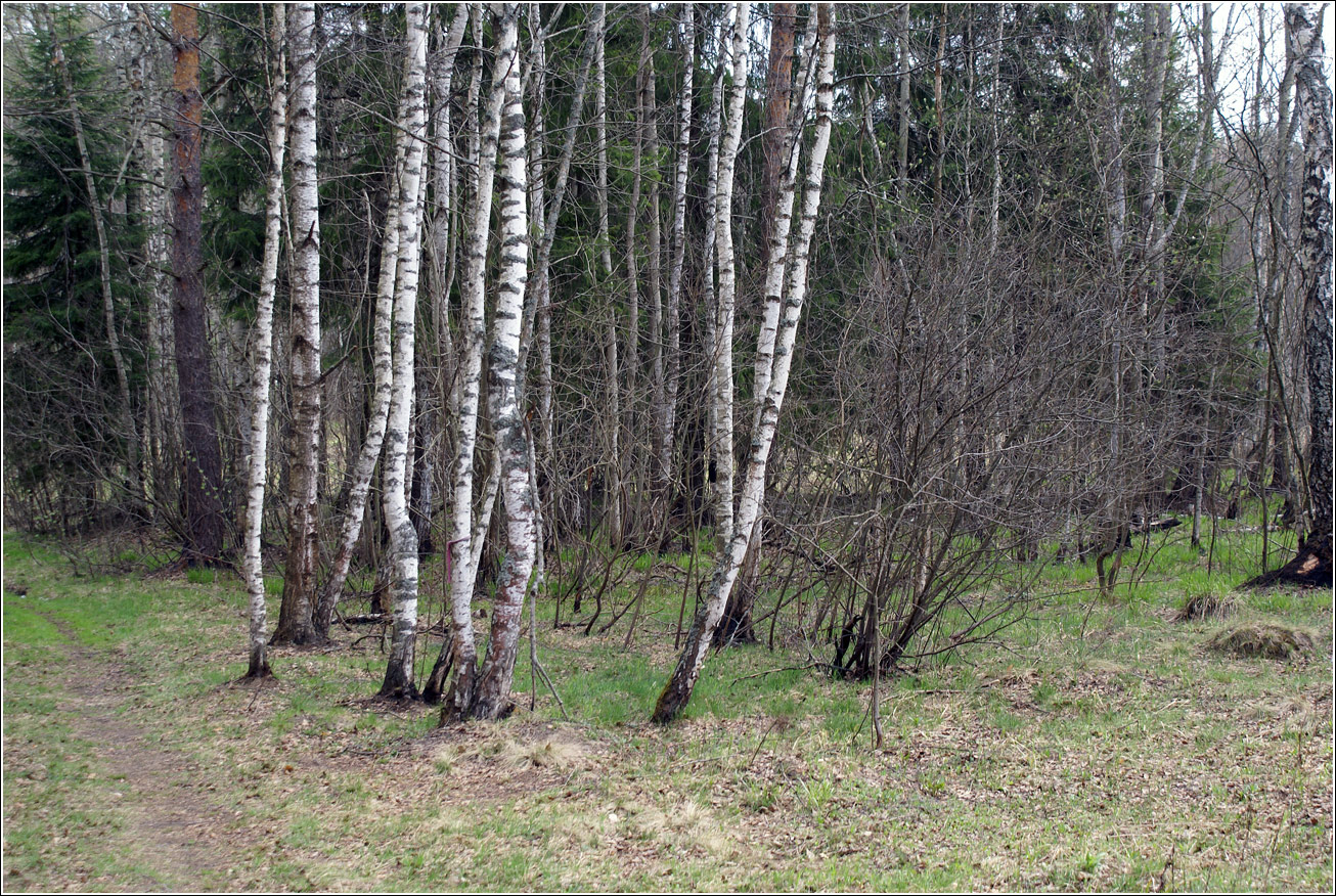 Окрестности Хрипани, image of landscape/habitat.