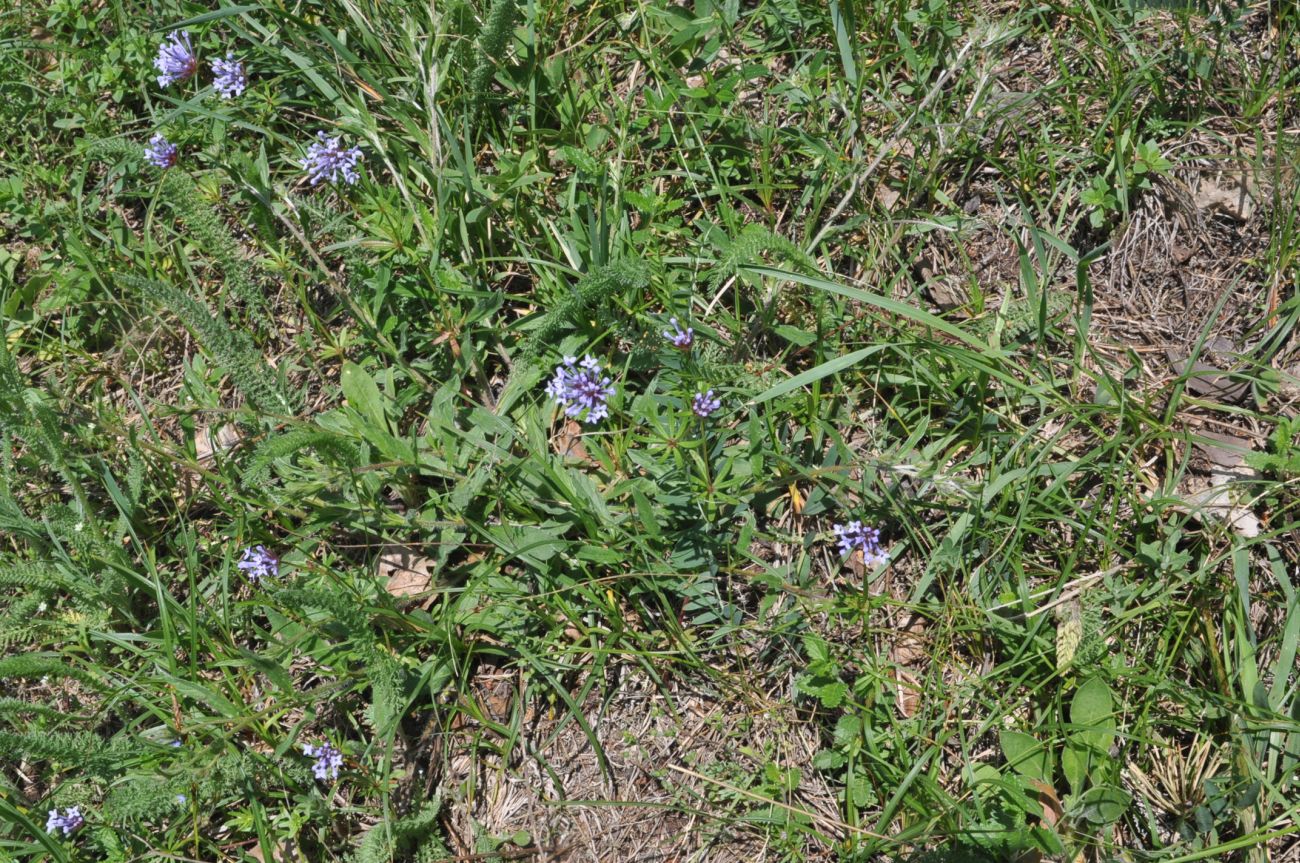 Нац. парк "Боржоми-Харагаули", image of landscape/habitat.