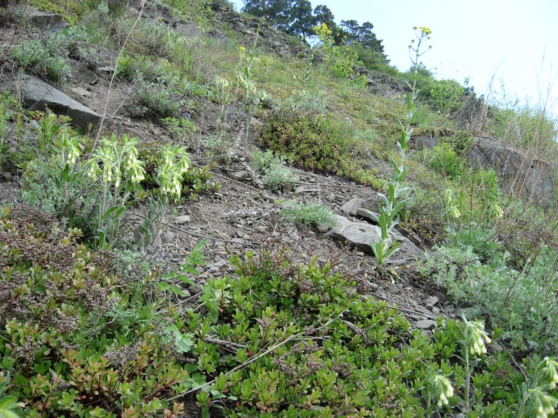 Кемерово и окрестности, image of landscape/habitat.