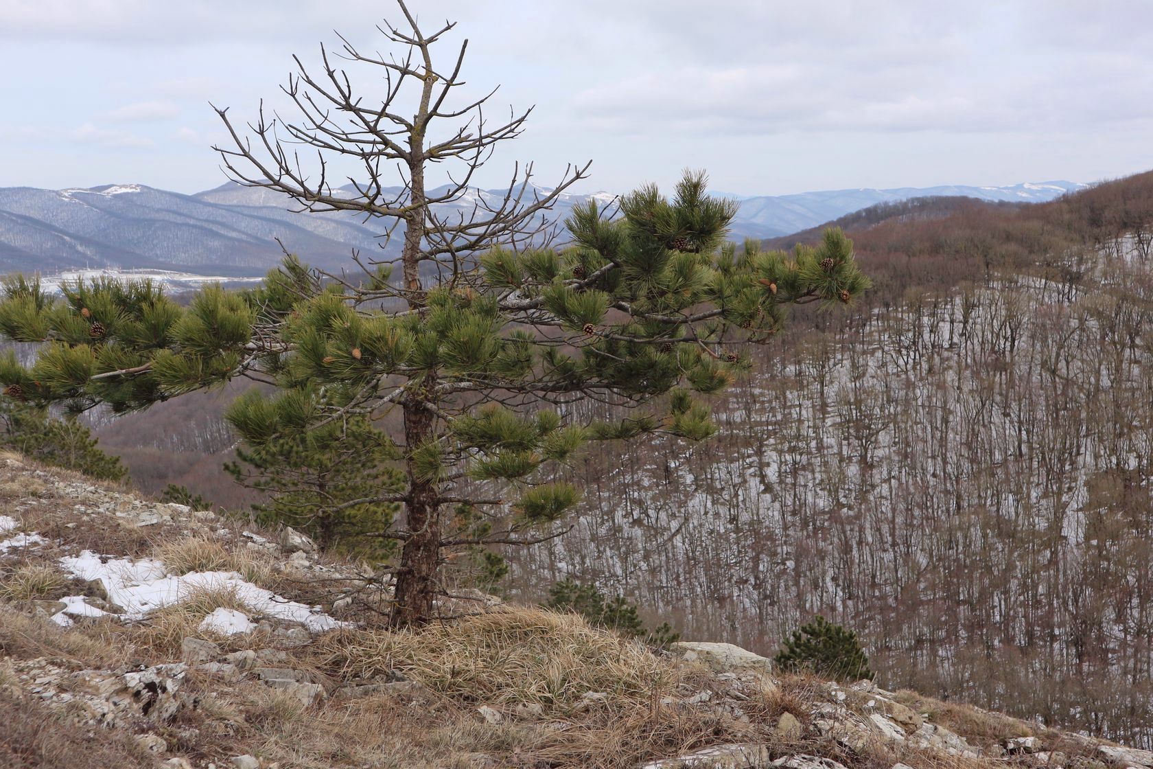 Сахарная Голова, image of landscape/habitat.