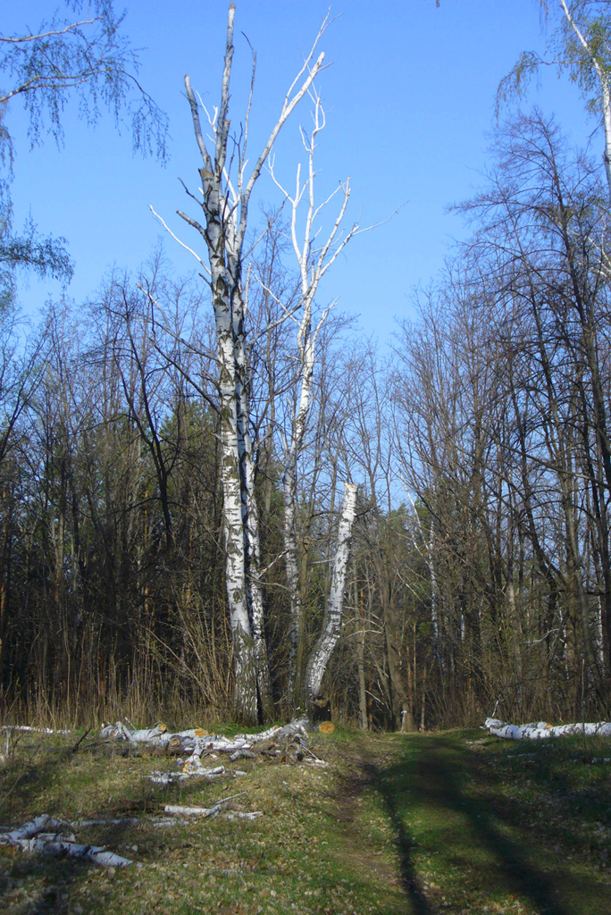 Верхняя Терраса и окрестности, image of landscape/habitat.