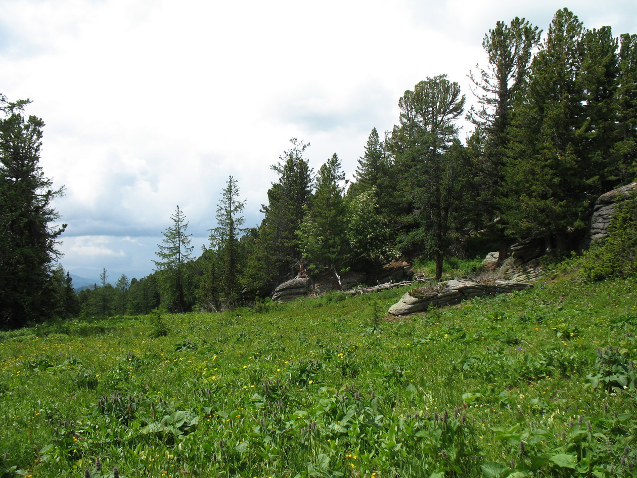 Линейский перевал, image of landscape/habitat.