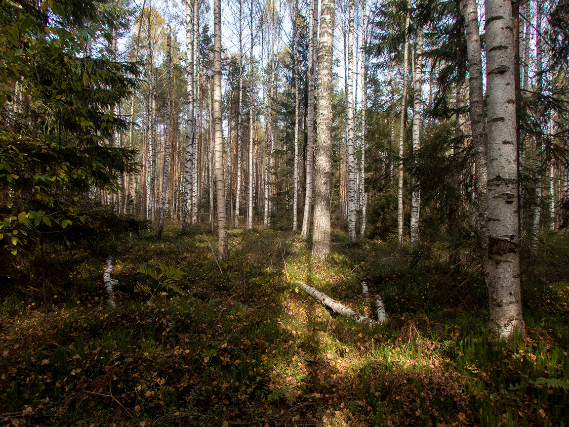 Шлюз №2 канала им. Москвы, image of landscape/habitat.