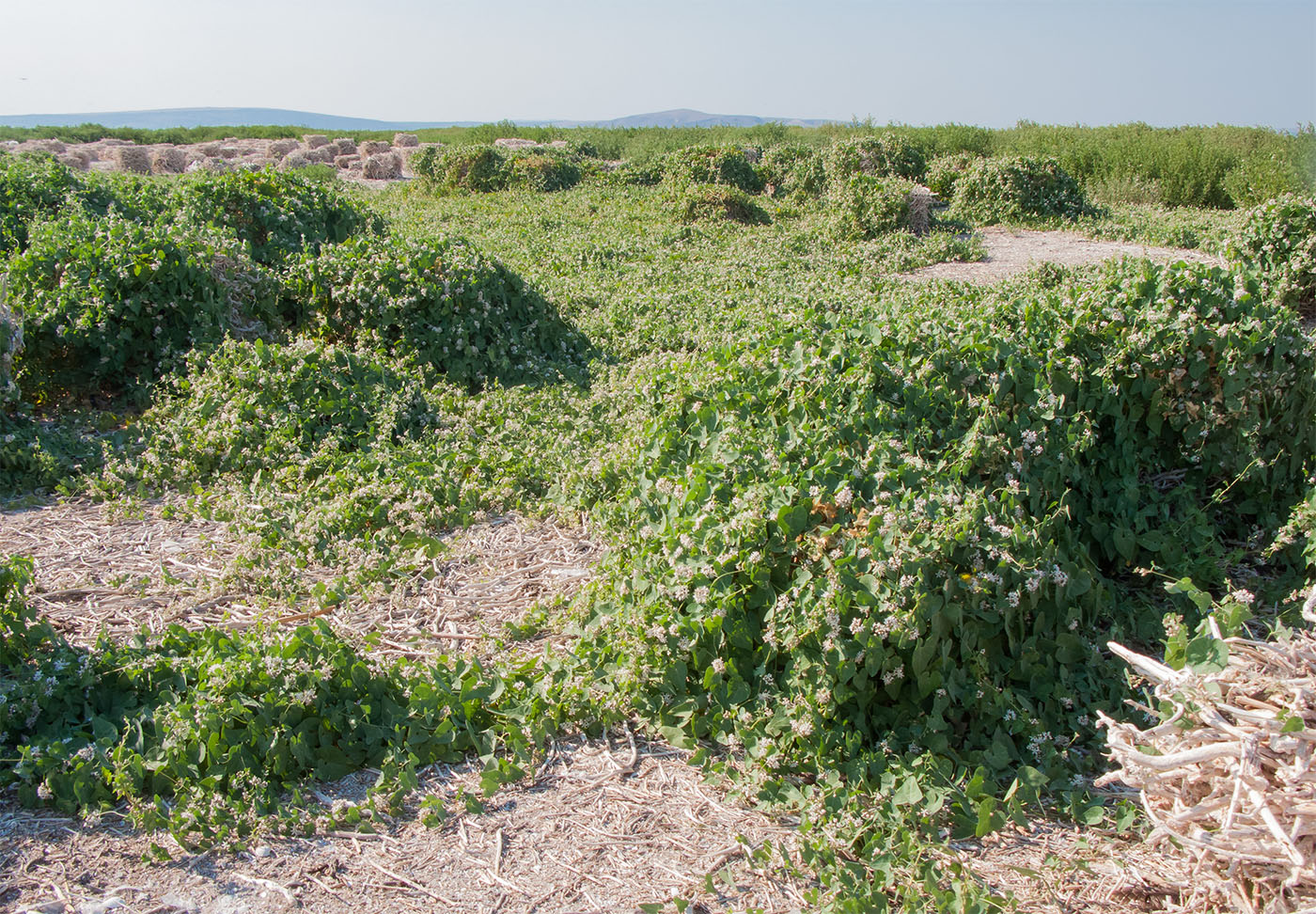 Коса Голенькая, image of landscape/habitat.