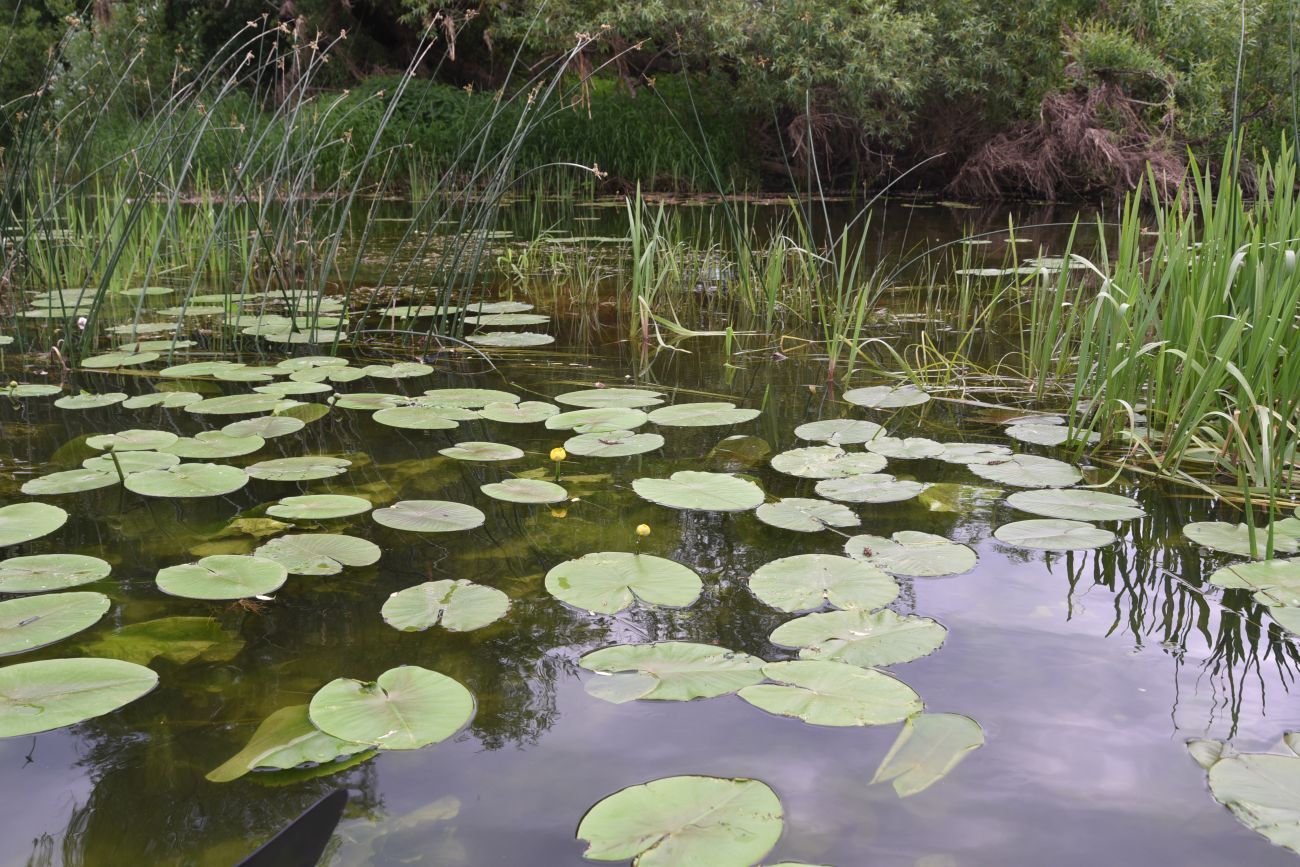 Окрестности деревни Беницы, image of landscape/habitat.