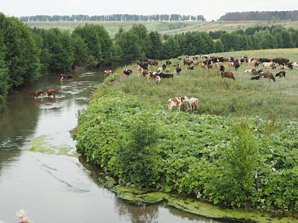 Междуречье Авралей, image of landscape/habitat.