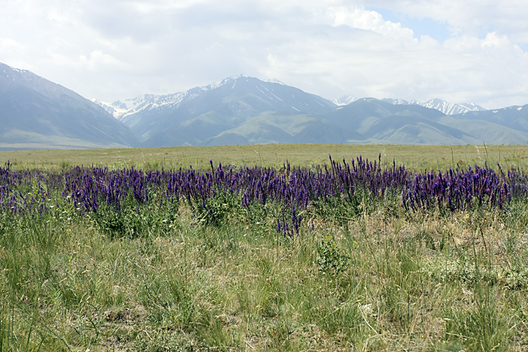 Подгорная степь, image of landscape/habitat.