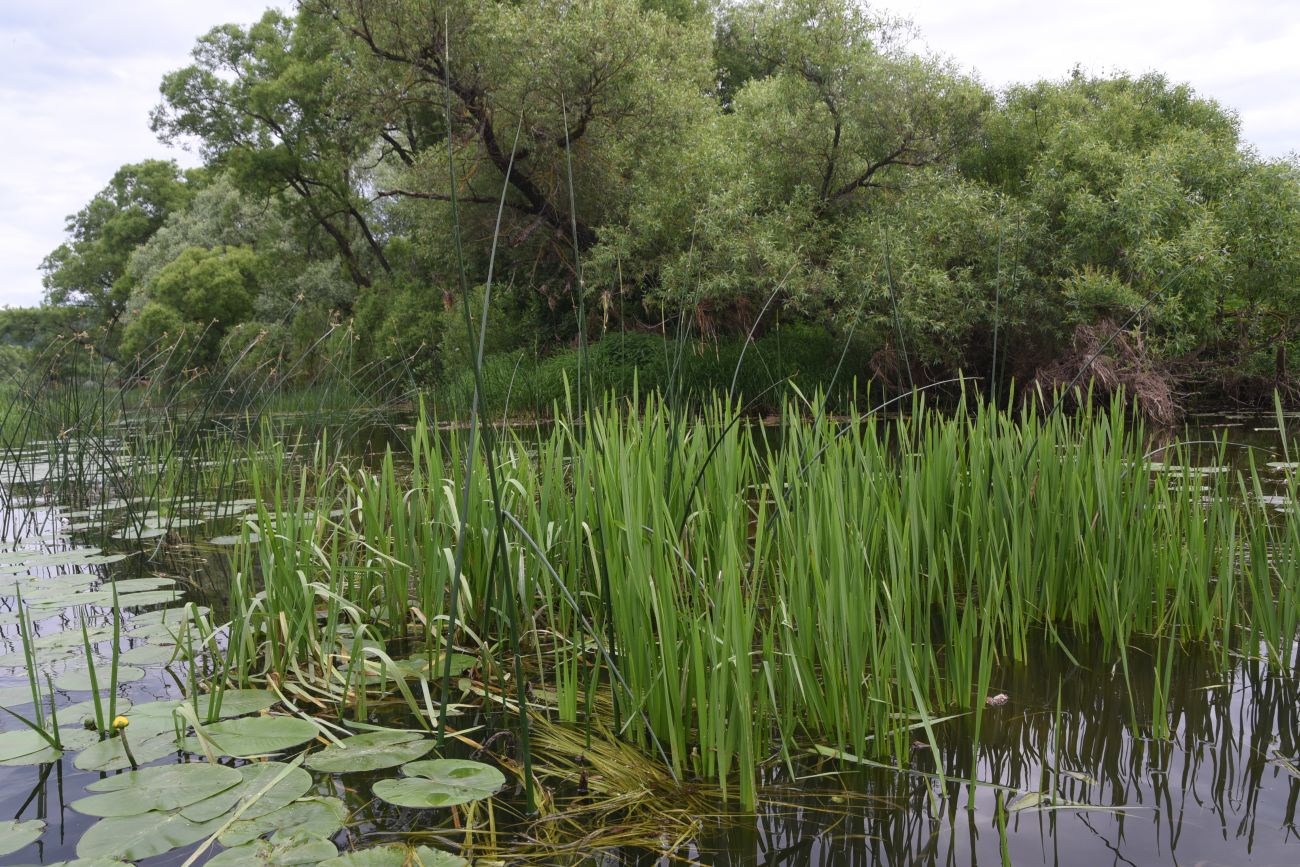 Окрестности деревни Беницы, image of landscape/habitat.