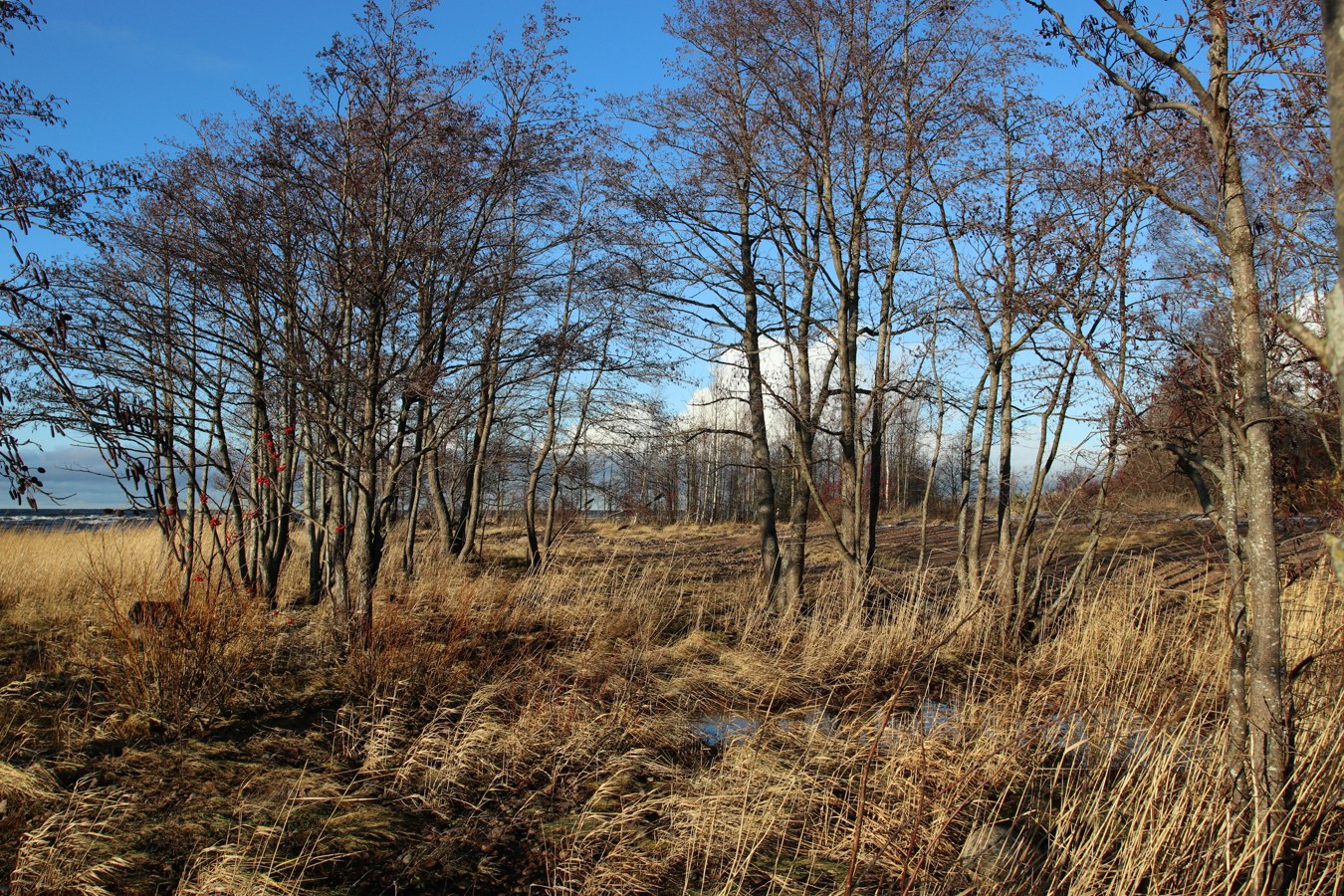 Каравалдай, image of landscape/habitat.