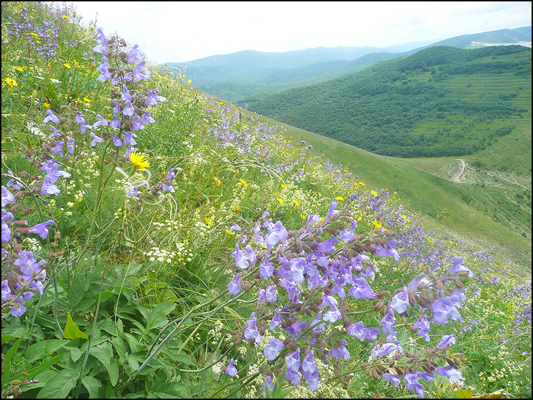 Гора Лысая-Новороссийская, image of landscape/habitat.