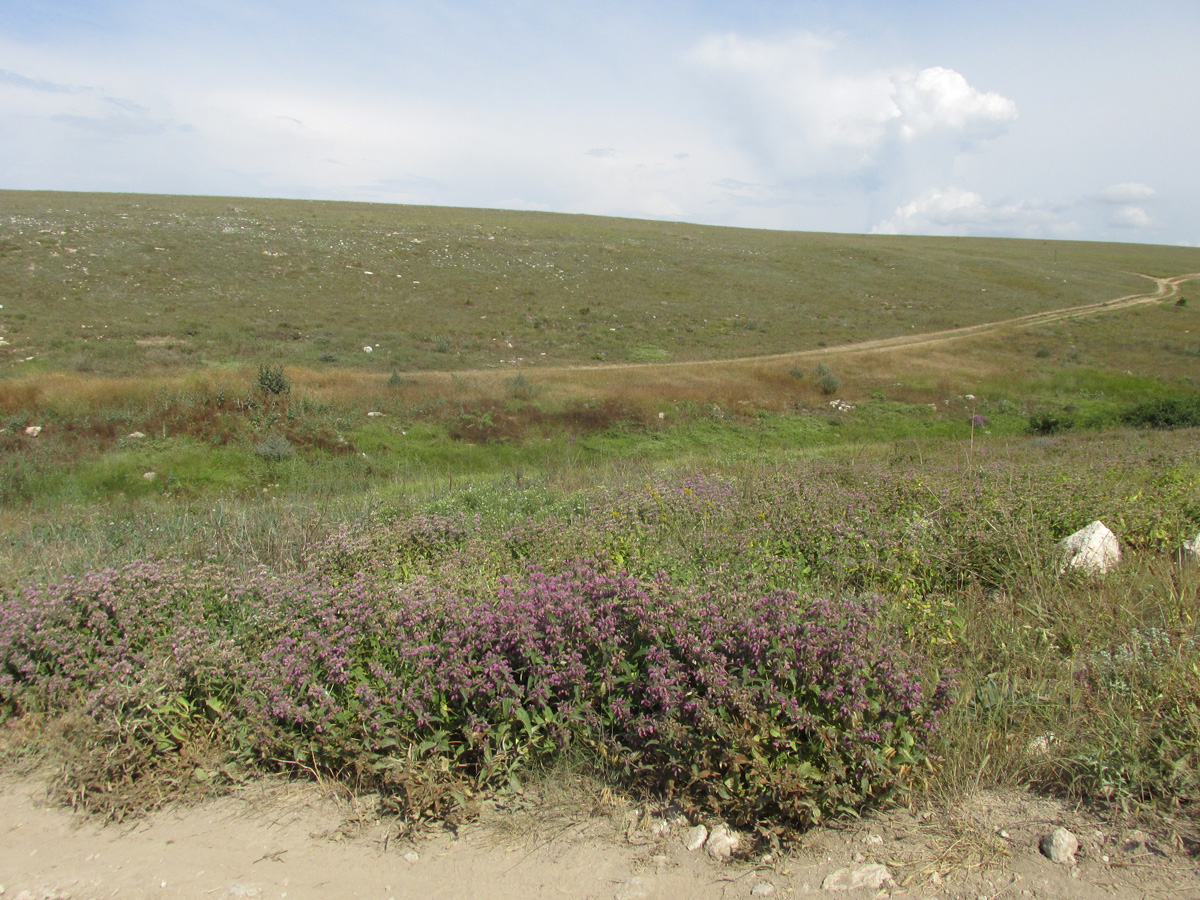 Балка Калоша, image of landscape/habitat.