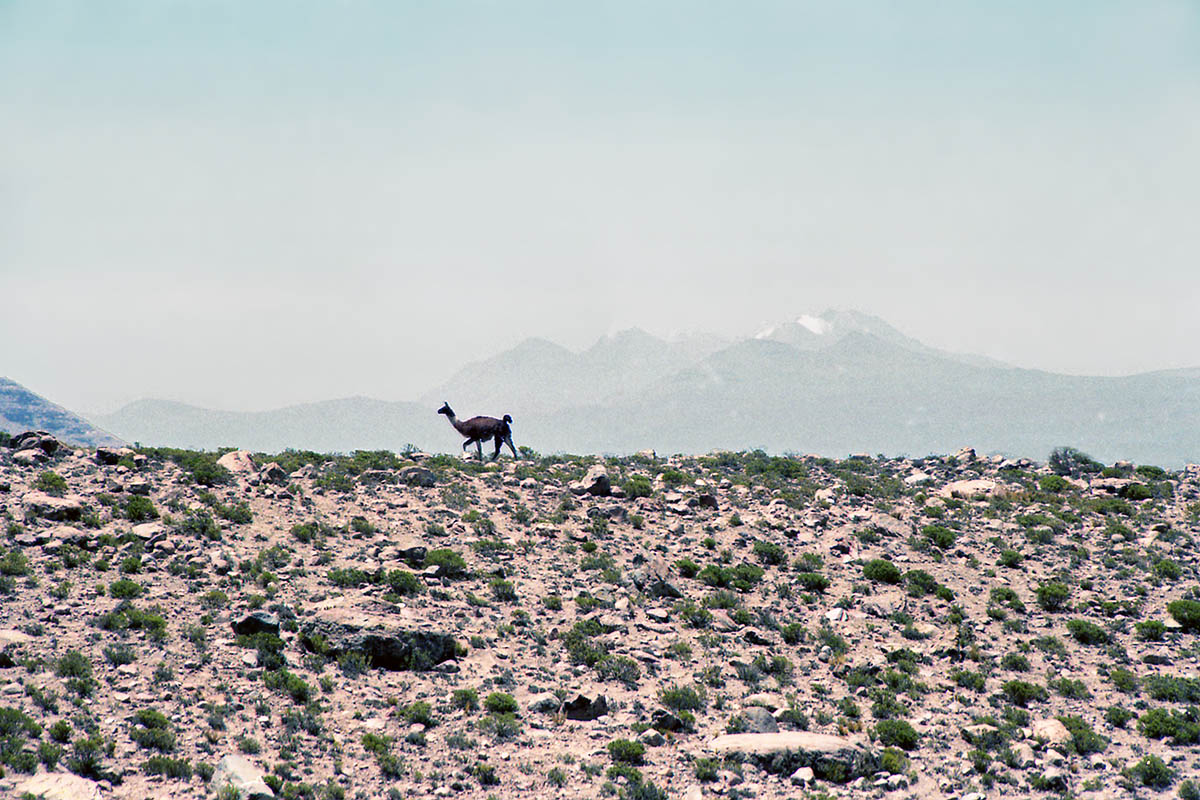 Окрестности вулкана Чачани, image of landscape/habitat.