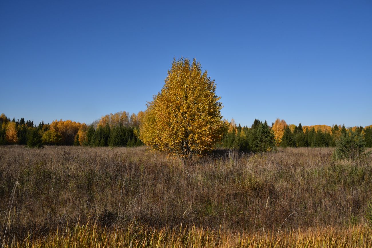 Урочище Сынково и окрестности, image of landscape/habitat.