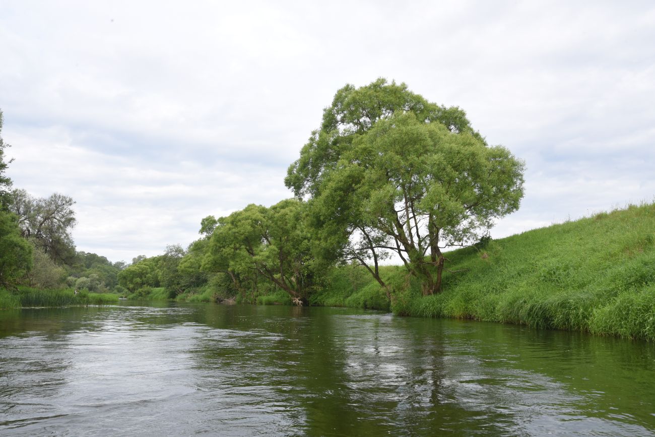 Устье ручья Чёлоховский, image of landscape/habitat.