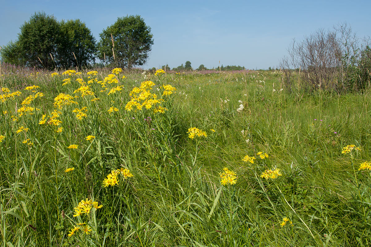 Верховья Оредежа, image of landscape/habitat.