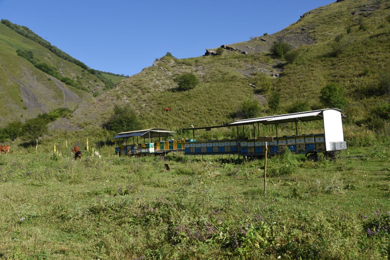 Окрестности селения Цеси, image of landscape/habitat.